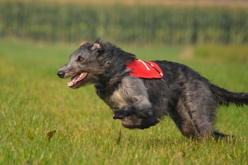 Fototapeta premium Deerhound beim Coursing