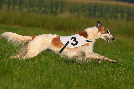 Barsoi beim Coursing