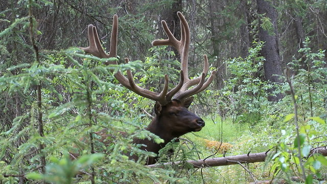 Elk large bull resting forest P HD 1304
