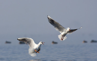 Fototapeta na wymiar Black-headed Gulls