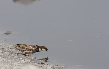 Spanish sparrow drink water