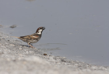 Spanish sparrow drink water