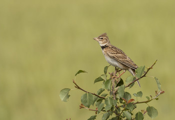 Calandra lark (Melanocorhypha calandra)