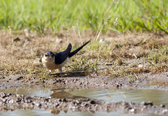 Red-rumped Swallow on the ground