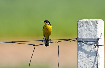 Yellow wagtail on the fence