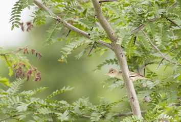 Eastern Olivaceous Warbler (Hippolais pallida)