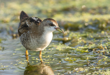 Little Crake