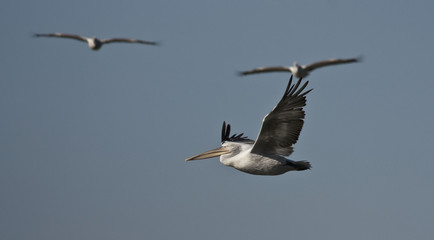 White Pelican (Pelecanus onocrotalus)