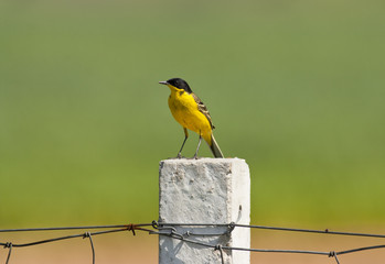 Yellow wagtail on the fence