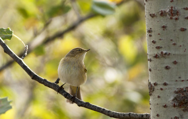 Chiffchaff