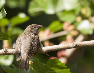 House sparrow (Passer domesticus)