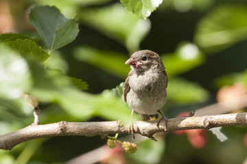 House sparrow (Passer domesticus)