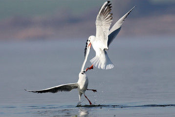 Black-headed gulls