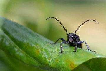 macro long horn insect on green leaf