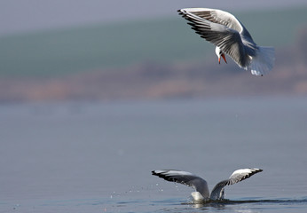 Black-headed Gulls