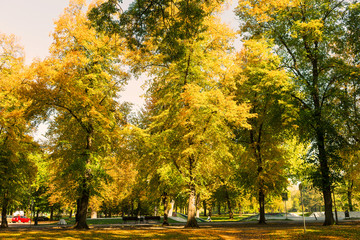 Fototapeta premium Herbst