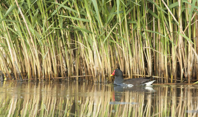 Common Moorhen (Gallinula chloropus)