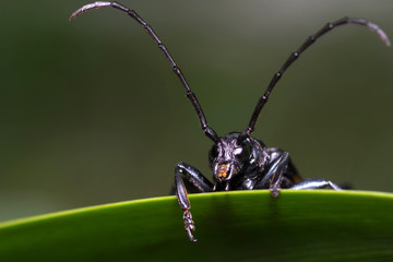 macro long horn insect on green leaf