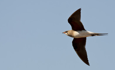 Collared Pratincole