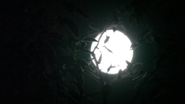 Supermoon Large Bright Moon through the leaves. Real. 500mm.
