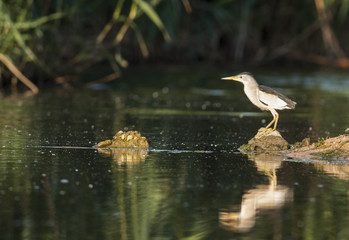Little bittern