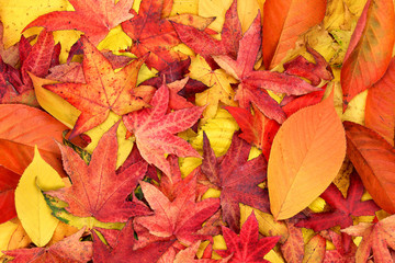 yellow red orange and purple autumn leaves background