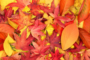 Obraz premium yellow red orange and purple autumn leaves background