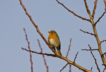Robin