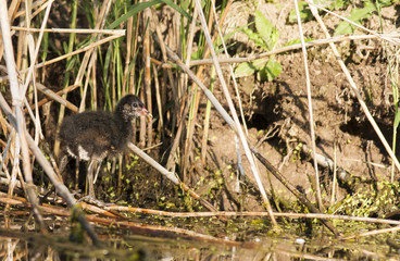 Young Common Moorhen (Gallinula chloropus)