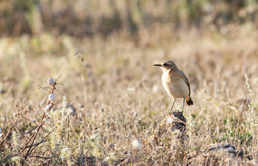 Northern wheatear