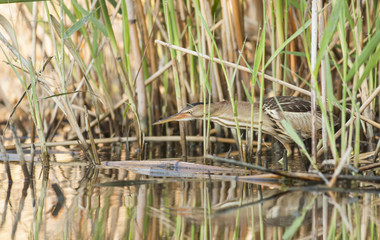 Little bittern