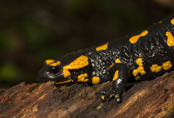 Fire Salamander