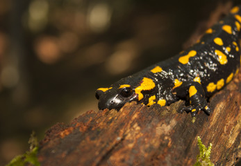 Fire Salamander