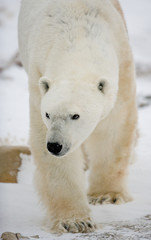 Obraz na płótnie Canvas Portrait of a polar bear. Close-up. Canada. An excellent illustration.
