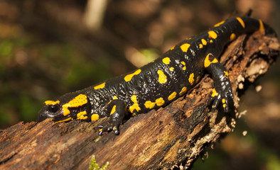 Fire Salamander