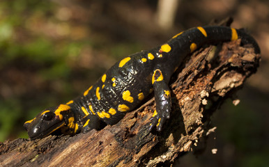 Fire Salamander