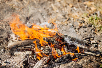 Bonfire in the forest