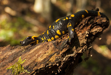 Fire Salamander