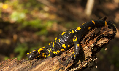 Fire Salamander