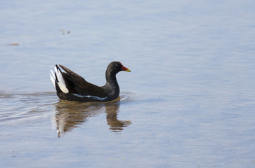 Common Moorhen (Gallinula chloropus)