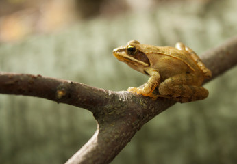 Greek stream frog (Rana graeca)