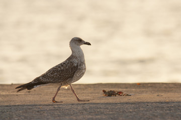 Yellow-legged Gull