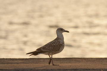 Yellow-legged Gull