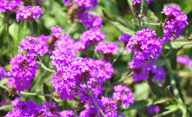 Steifes Eisenkraut (Verbena rigida)