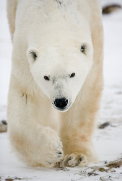 Portrait of a polar bear. Close-up. Canada. An excellent illustration.