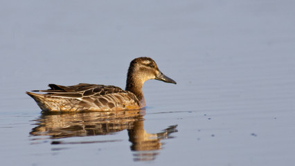 Garganey 