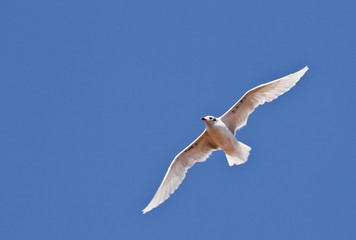 Mediterranean Gull