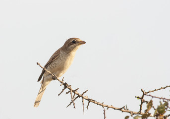 Young Red-backed Shrike