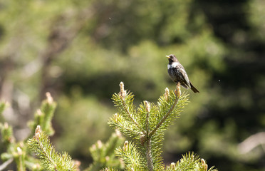 Ring Ouzel