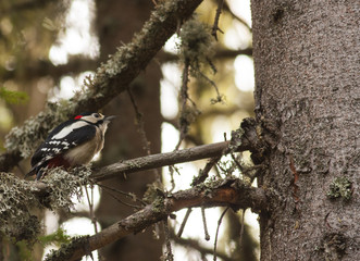 Great Spotted Woodpecker